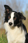 Border Collie Portrait