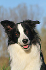 Border Collie Portrait