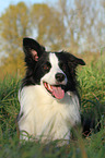 lying Border Collie