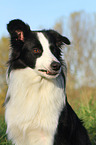 Border Collie Portrait