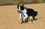 playing Border Collie