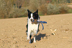 playing Border Collie