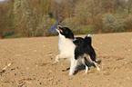 playing Border Collie