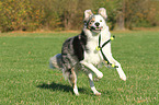 playing Border Collie