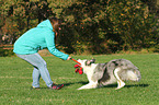 woman and Border Collie are playing