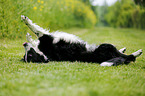 rolling Border Collie