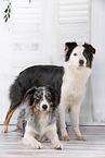 2 dogs
