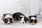3 dogs