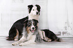 2 dogs