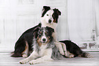 2 dogs