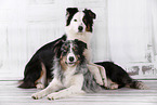 2 dogs