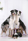 3 dogs