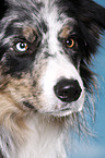 Border Collie Portrait