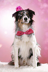 sitting Border Collie