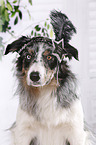 Border Collie Portrait