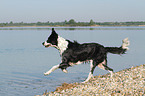 running Border Collie