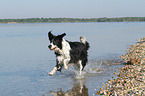 running Border Collie