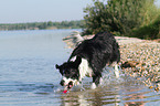 playing Border Collie