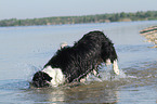 diving Border Collie