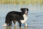 bathing Border Collie