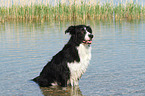 bathing Border Collie