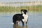 bathing Border Collie