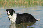 bathing Border Collie