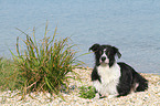 lying Border Collie