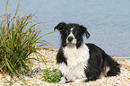 lying Border Collie