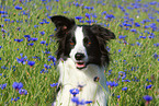Border Collie Portrait
