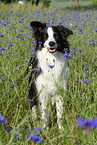 sitting Border Collie