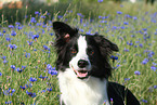 Border Collie Portrait