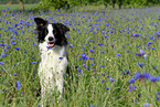 sitting Border Collie