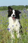 sitting Border Collie