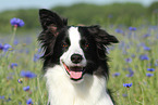 Border Collie Portrait