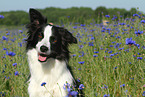 Border Collie Portrait