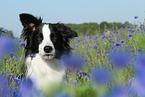 Border Collie Portrait