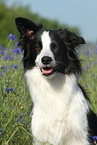 Border Collie Portrait