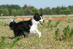 playing Border Collie