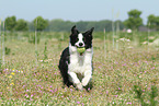 playing Border Collie