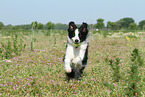 playing Border Collie