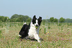 playing Border Collie