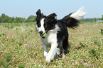 playing Border Collie