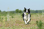 playing Border Collie