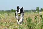 playing Border Collie