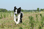 playing Border Collie
