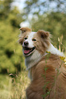 Border Collie Portrait