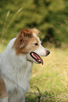 Border Collie Portrait