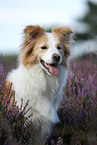 Border Collie Portrait