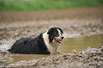 lying Border Collie